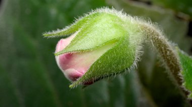 Yumuşak pembe bir gül tomurcuğu yemyeşil yaprakların arasına yerleşmiş, çiçek açmaya hazır..