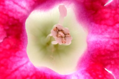 Parlak pembe yapraklar doğanın güzelliğini gözler önüne seren hassas bir çekirdeğin etrafını sarar..