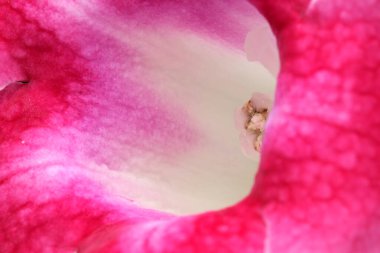 Narin taç yaprakları pembenin ve beyazın yumuşak, girdap renklerini ortaya çıkarmak için açılır..