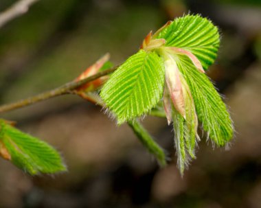Yeni yeşil yapraklar dallardan filizleniyor, baharın gelişini müjdeliyor..