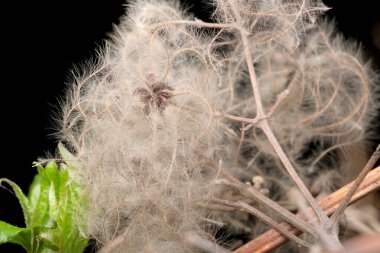Yumuşak lifler, doğanın zarafetini gösteren karanlık bir zemin üzerinde sarmalanır..