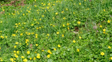 Canlı sarı çiçekler yumuşak güneş ışığının altındaki yemyeşil çayırları örtüyor..