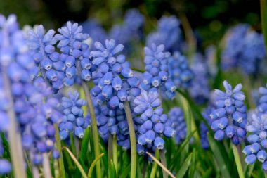 Parlak mavi çiçek kümeleri güneşli bir bahçede yavaşça sallanıyor..