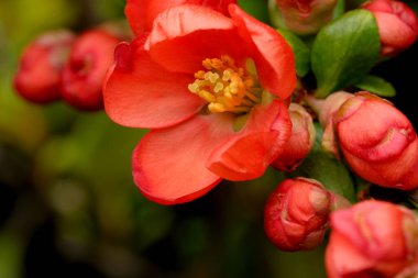 Canlı kırmızı çiçekler, yemyeşil bir bahçede yumuşak güneş ışığı altında açılır..