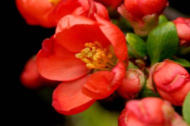 Parlak kırmızı çiçekler güneşli bahar günlerinde narin bir bitkide açar..