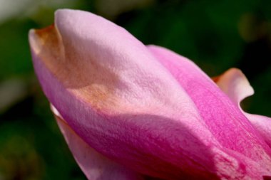 Yumuşak pembe bir tomurcuk, ılık güneş ışığında açılır ve güzelliğini açığa çıkarır..