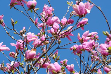 Narin pembe manolya çiçekleri açık gökyüzüne karşı dalları süsler..