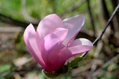 Narin bir manolya çiçeği açarak baharın gelişini işaret eder..