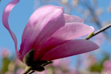 Narin pembe taç yaprakları açan parlak mavi gökyüzüne karşı, baharın müjdecisi.