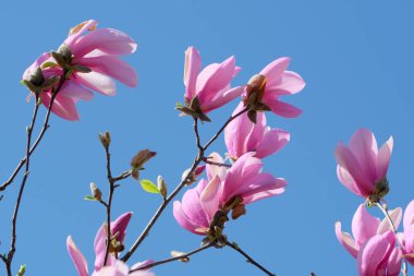 Zarif pembe manolya çiçekleri zarif bir şekilde güneşe uzanır..