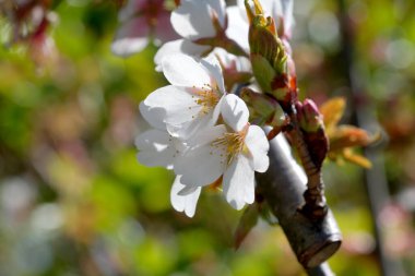 Narin beyaz kiraz çiçekleri baharın güzelliğiyle bahçeyi aydınlatır..