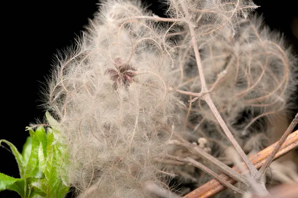 Yumuşak lifler, doğanın zarafetini gösteren karanlık bir zemin üzerinde sarmalanır..