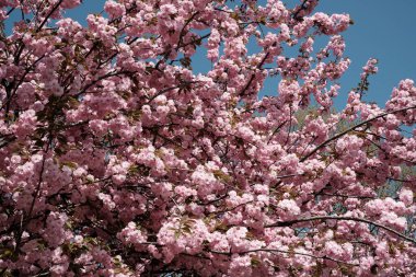 Pembe çiçekler, berrak mavi gökyüzüne doğru fışkırır. Baharın gelişinin müjdecisi olarak..