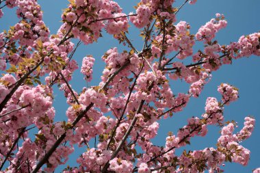 Pembe çiçekler dalları kaplar, mavi gökyüzüne karşı canlı bir görüntü oluşturur..