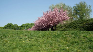 Kiraz çiçekleri berrak mavi bir gökyüzünün altında serpilerek huzurlu bir manzara yaratır..