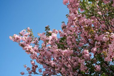 Dallardan parlak pembe çiçekler fışkırıyor berrak bir gökyüzüne doğru.
