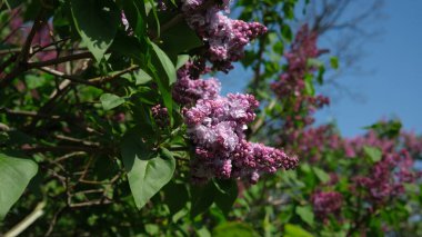Leylak çiçekleri rengarenk, güneşli bahar gününü neşeyle selamlıyor..