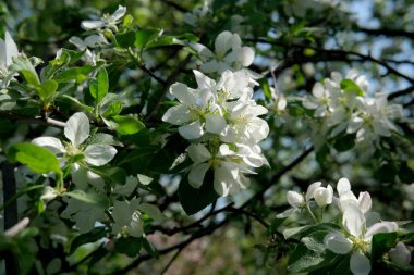Beyaz çiçekler dalları kaplıyor, sakin bir bahar havası yaratıyor..