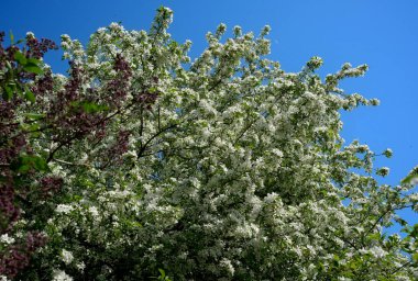 Parlak beyaz çiçekler bahar atmosferini güçlendirir..