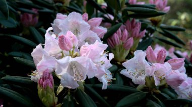 Narin pembe ve beyaz çiçekler baharda yemyeşil yaprakların arasında açar..