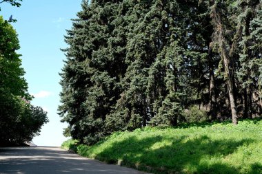 Uzun ağaçlar, parlak bir ufka giden sakin bir patikayı çerçeveler..