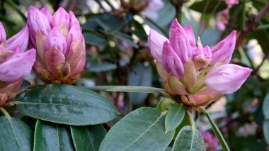 Pembe rhododendron çiçekleri canlı yeşil yapraklar arasında açar..