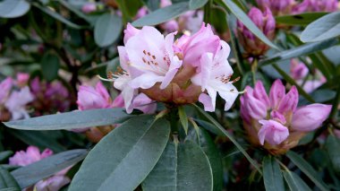 Pembe ve beyaz rhododendronlar baharda canlı yeşil yapraklar arasında çiçek açarlar..