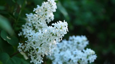 Narin beyaz leylaklar güneşli bir günde yemyeşil bahçeyi aydınlatır..