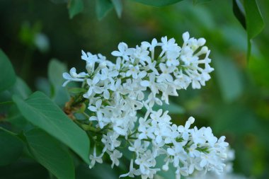 Beyaz leylak, yeşil yaprakların arasında tomurcuklanır..