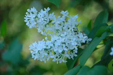 Yumuşak beyaz çiçekler yemyeşil yapraklardan çıkar. Sıcak güneş ışığı altında..
