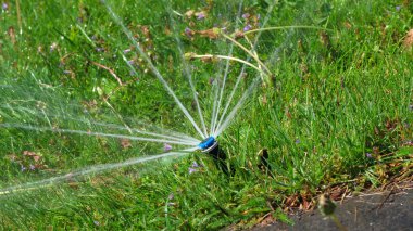 Su püskürtücüden fışkırır, yemyeşil otlar besler..