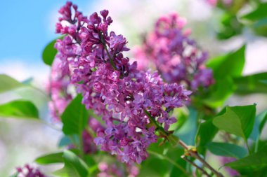 Leylak çiçekleri bahar gökyüzünün altında ışıl ışıl açar..