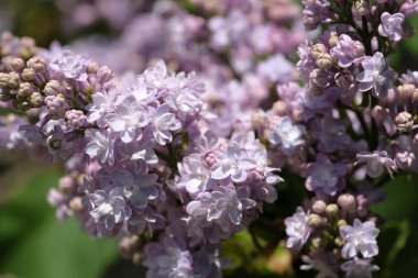 Narin leylak çiçekleri ilkbaharda ılık güneşin altında canlı bir şekilde açar..