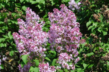 Parlak güneş ışığının renginde leylak çiçekleri, doğanın güzelliğini gözler önüne seriyor..