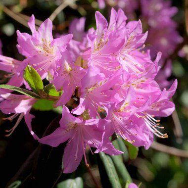 Canlı pembe çiçekler yemyeşil yaprakların arasında açar, baharı kutlarlar..