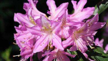 Parlak güneş ışığı altında canlı pembe çiçekler güzel çiçek açar..