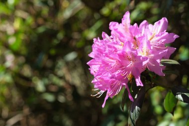 Narin pembe çiçekler, doğanın kucağında sıcak güneş ışığı altında canlı bir şekilde açar..