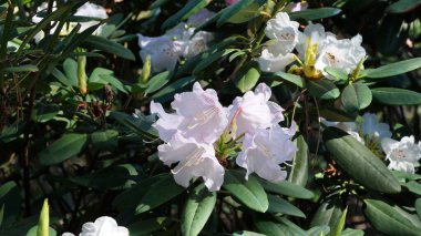 Yumuşak pembe rhododendron çiçekleri yemyeşil yaprakların arasında açar..