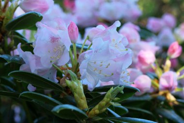 Narin pembe rhododendron çiçekleri sıcak güneş ışığı altında cazibelerini sergilerler..