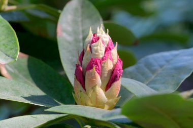 Güzel bir rhododendron tomurcuğu yeşil yaprakların arasında çiçek açmaya hazırlanıyor..