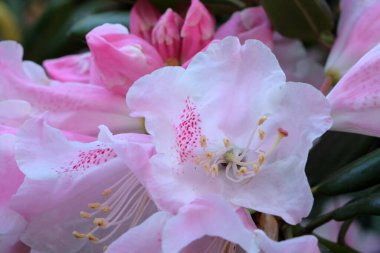 Pembe çiçekler huzurlu bahçeyi canlı bahar güzellikleriyle doldurur..