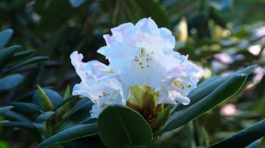 Beyaz rhododendron çiçekleri baharda yemyeşil yapraklar arasında yeşerir..