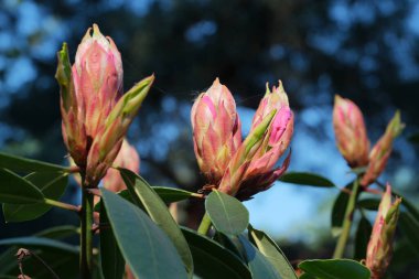 Bir bahçede ortaya çıkan narin tomurcuklar, baharın gelişini ima ediyor..