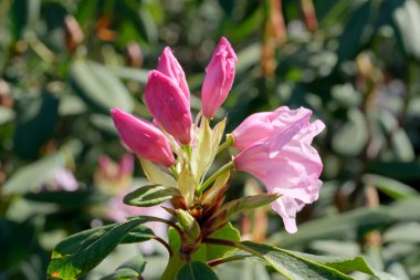 Taze pembe çiçekler bahar güneşinin ılık ışınlarının altında açılır..