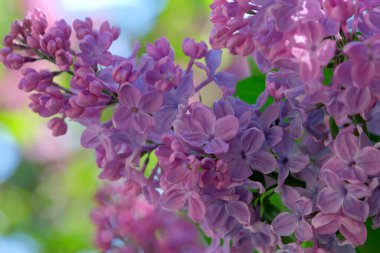 Canlı leylak çiçekleri güneş ışığında açar ve baharın özünü yakalar..
