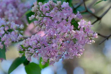 Narin pembe leylak çiçekleri sıcak güneş ışığı altında canlı bir şekilde açar..