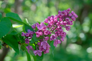 Canlı leylak çiçekleri baharda yemyeşil yapraklar arasında ortaya çıkar..