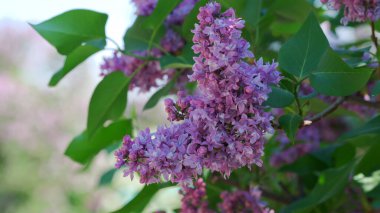 Canlı leylak çiçekleri ılık güneşin altında büyür, baharda arıları cezbeder..