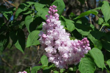 Narin leylak çiçekleri canlı yeşil yaprakların arasında çarpıcı bir görüntü oluşturur..