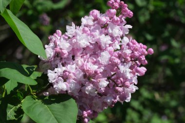 Narin pembe leylak kümeleri baharda çiçek açar..